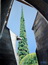 Cypr�s � l`Abbaye de Villeneuve les Avignon (84)